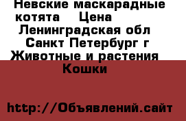 Невские маскарадные котята  › Цена ­ 30 000 - Ленинградская обл., Санкт-Петербург г. Животные и растения » Кошки   